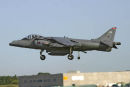 Harrier